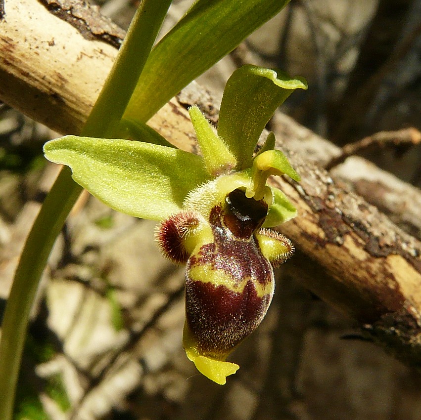 Ophrys lacaitae x Ophrys fuciflora